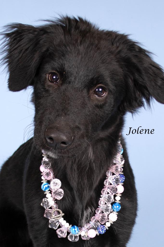 Enlarge Jolene, a Adoptable mixed breed in Gilbert, AZ image 2/3