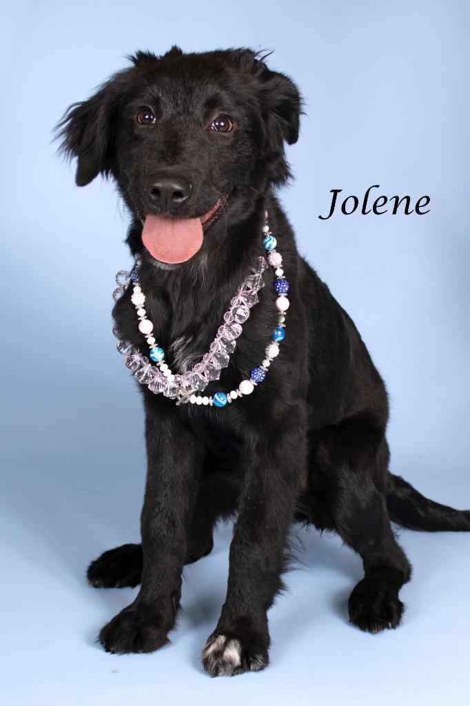 Enlarge Jolene, a Adoptable mixed breed in Gilbert, AZ image 3/3