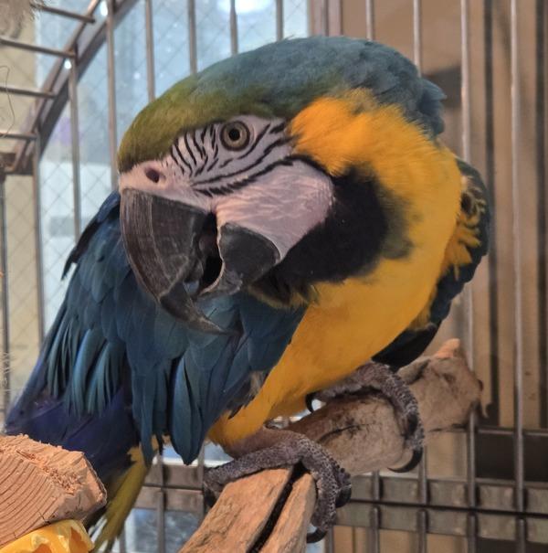 Enlarge Gabrielle, a Adoptable Macaw in Elizabeth, CO image 1/1