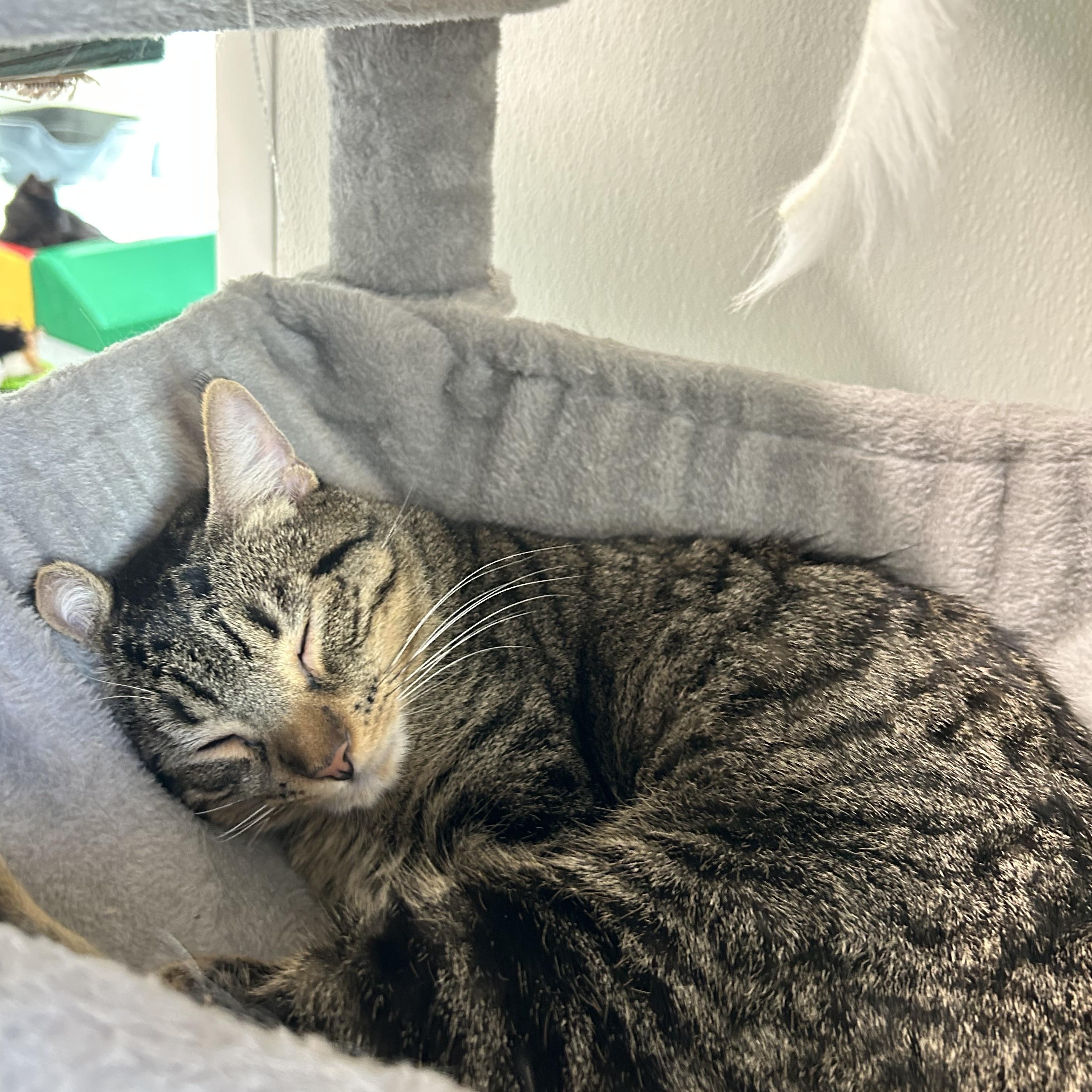 Enlarge Tajin, a Adoptable Domestic Short Hair in El Cajon, CA image 1/2