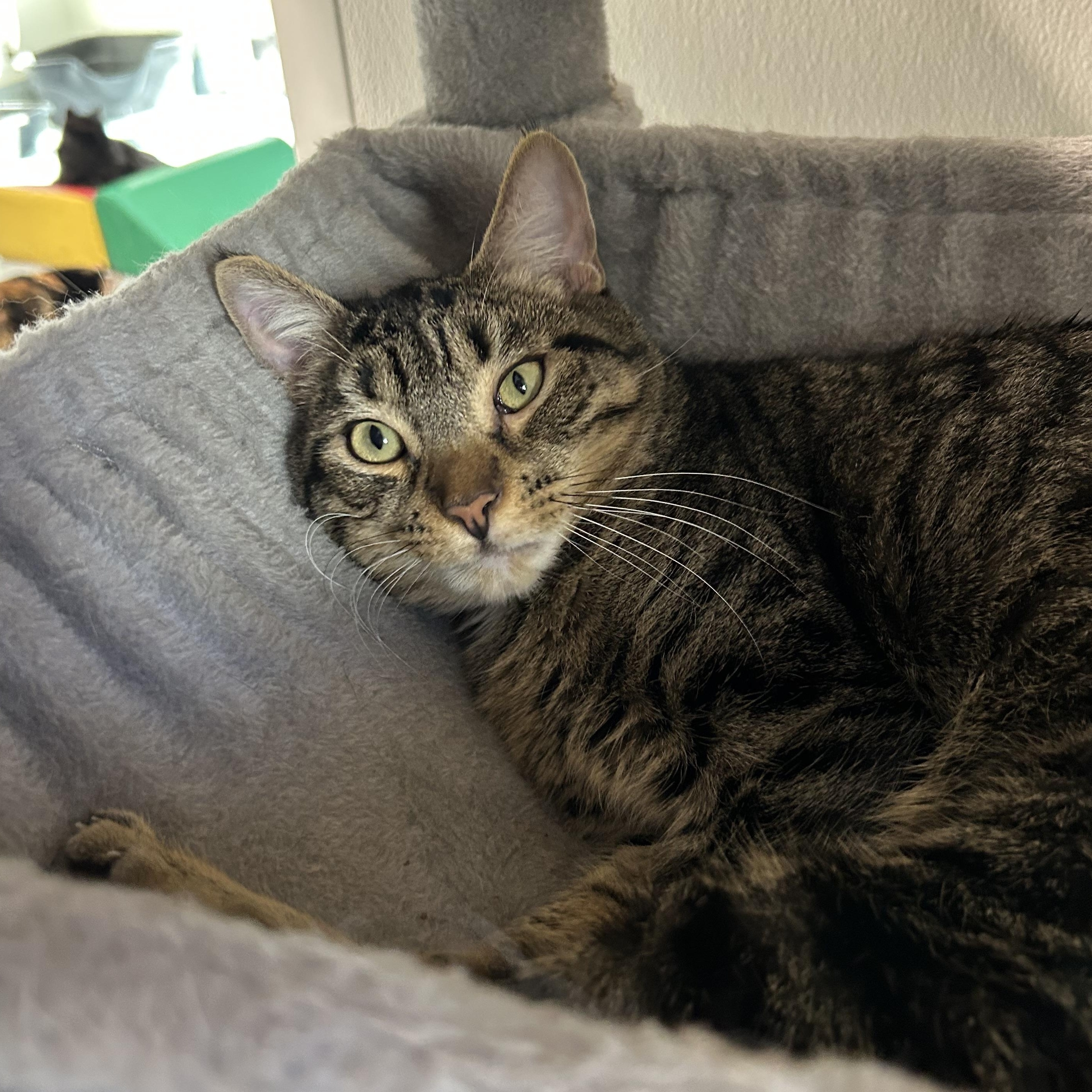 Enlarge Tajin, a Adoptable Domestic Short Hair in El Cajon, CA image 2/2