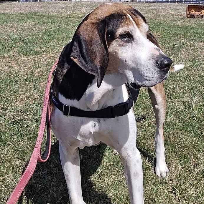 Enlarge Oscar, a ADOPTABLE mixed breed in Washington, PA image 2/6