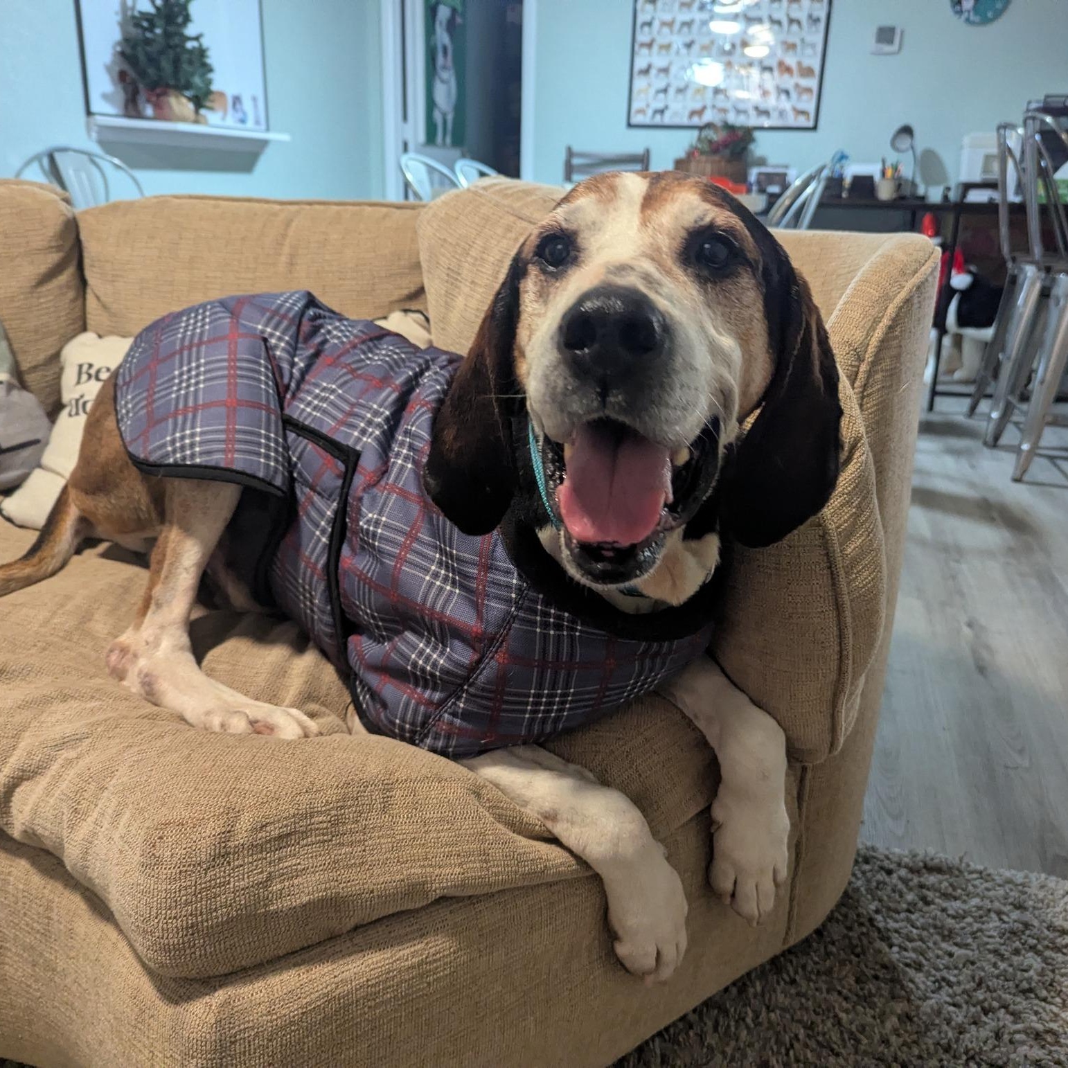 Enlarge Cletus (Currently going by Oscar), a ADOPTABLE mixed breed in Washington, PA image 1/6