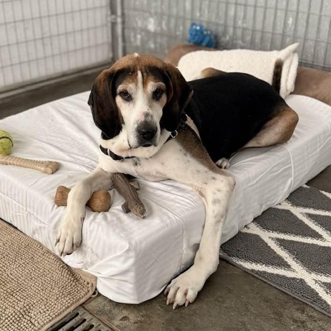 Enlarge Oscar, a ADOPTABLE mixed breed in Washington, PA image 1/6