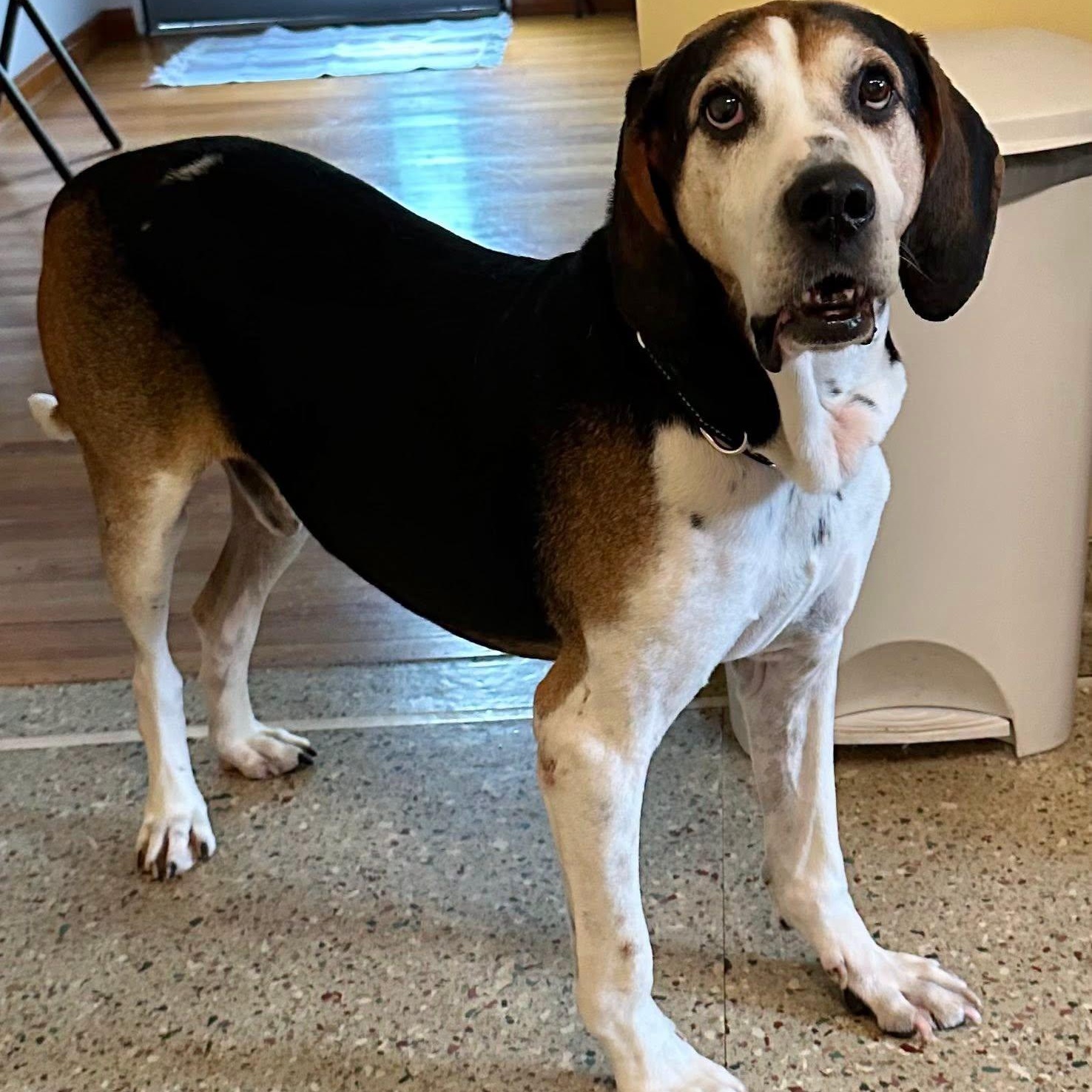 Enlarge Oscar, a ADOPTABLE mixed breed in Washington, PA image 2/6