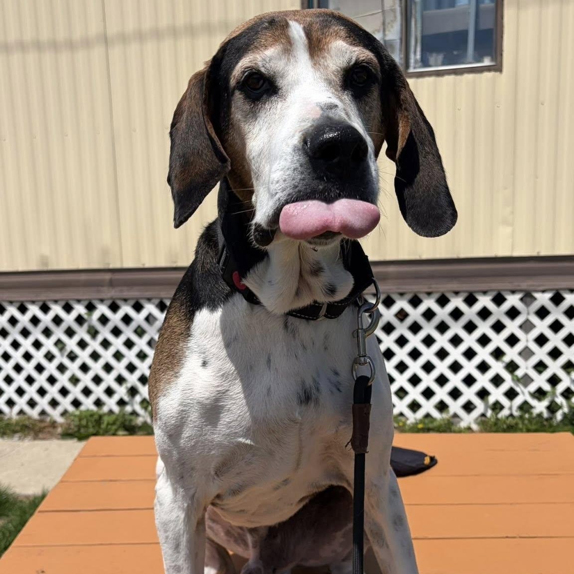Enlarge Oscar, a ADOPTABLE mixed breed in Washington, PA image 1/6