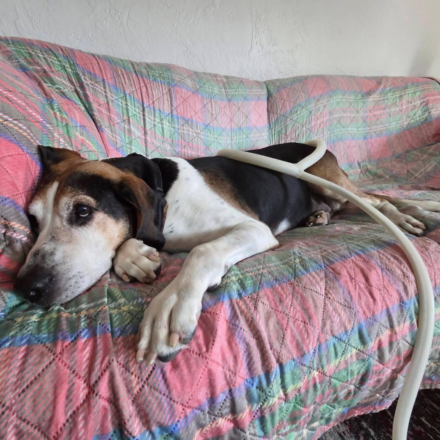 Enlarge Oscar, a ADOPTABLE mixed breed in Washington, PA image 6/6
