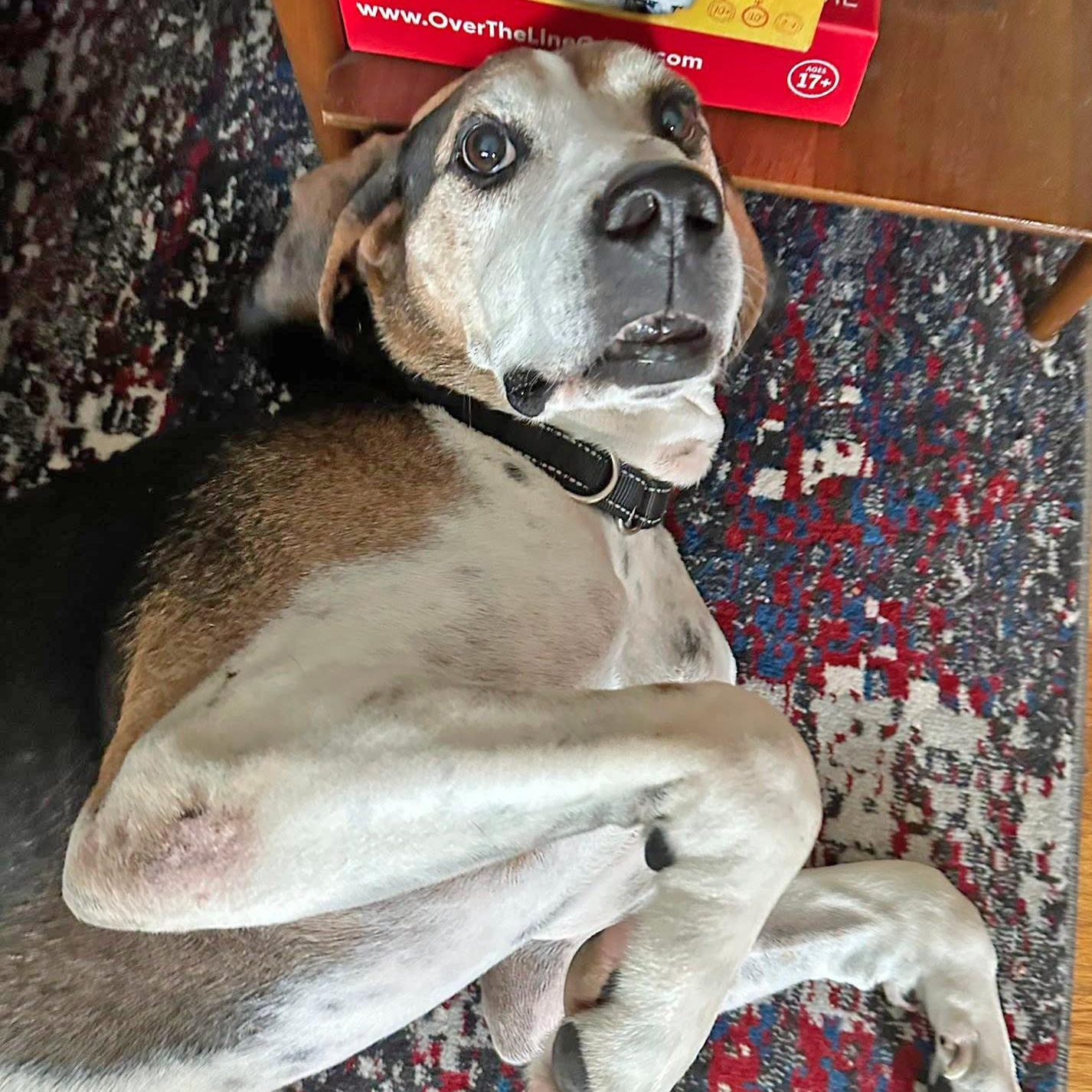 Enlarge Oscar, a ADOPTABLE mixed breed in Washington, PA image 6/6