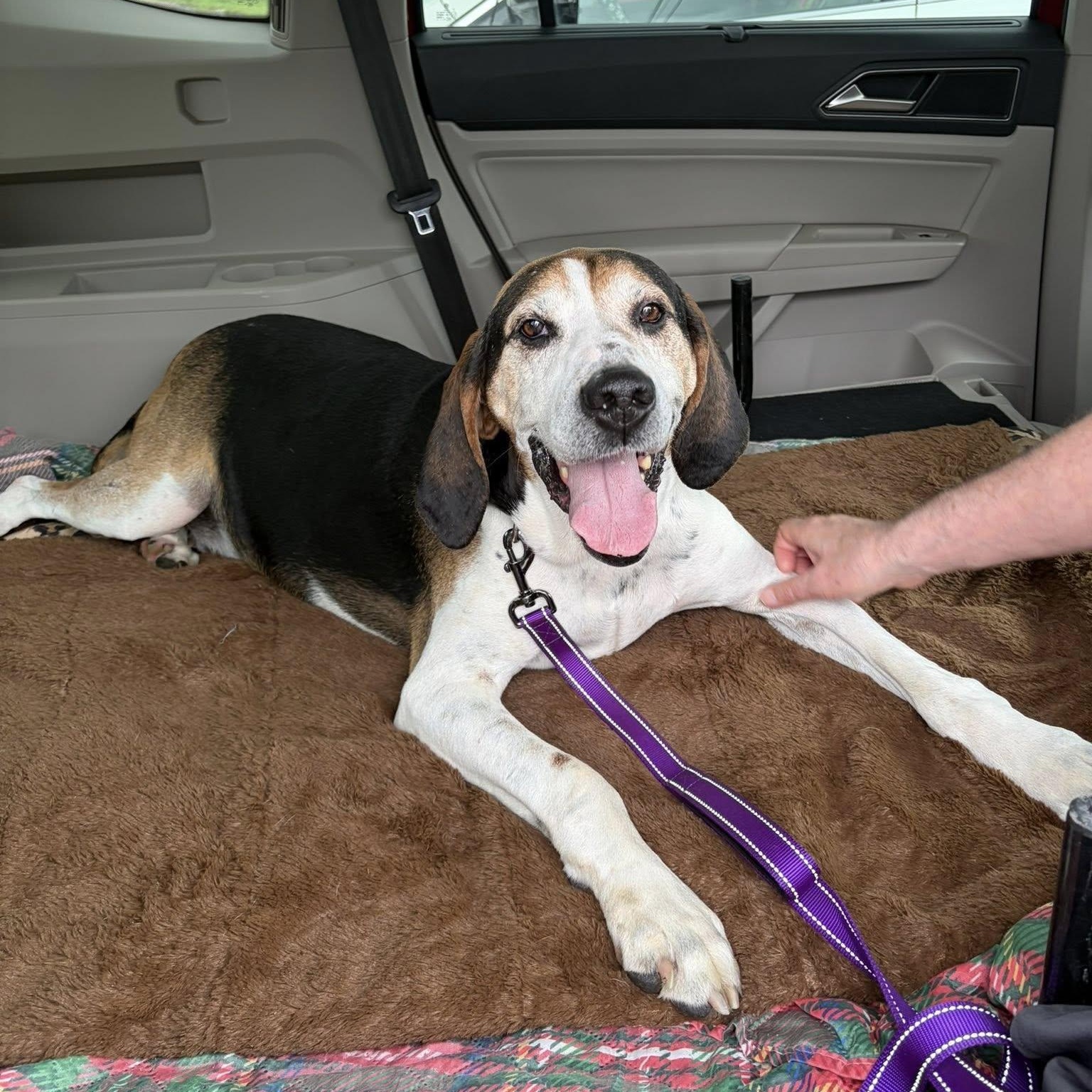 Oscar, ADOPTABLE, Senior Male Coonhound.
