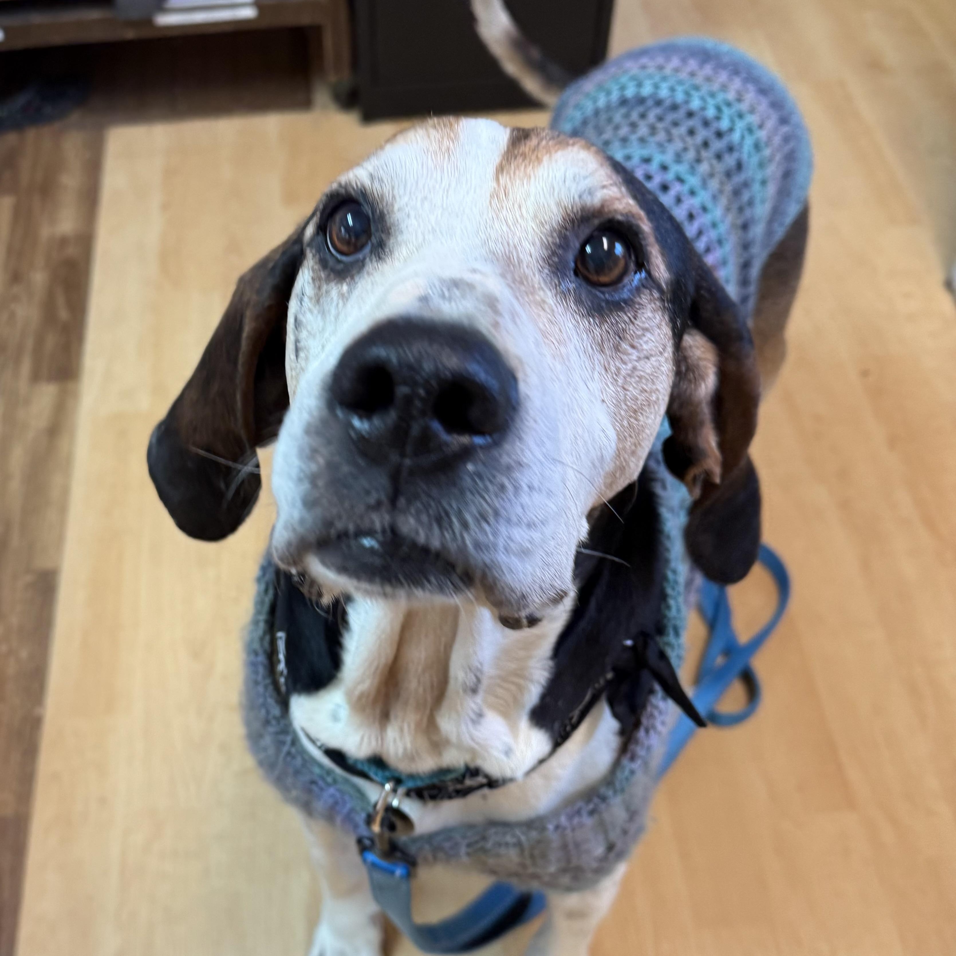 Enlarge Cletus (Currently going by Oscar), a ADOPTABLE mixed breed in Washington, PA image 6/6