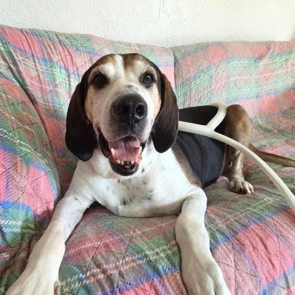 Oscar, ADOPTABLE, Senior Male Coonhound.
