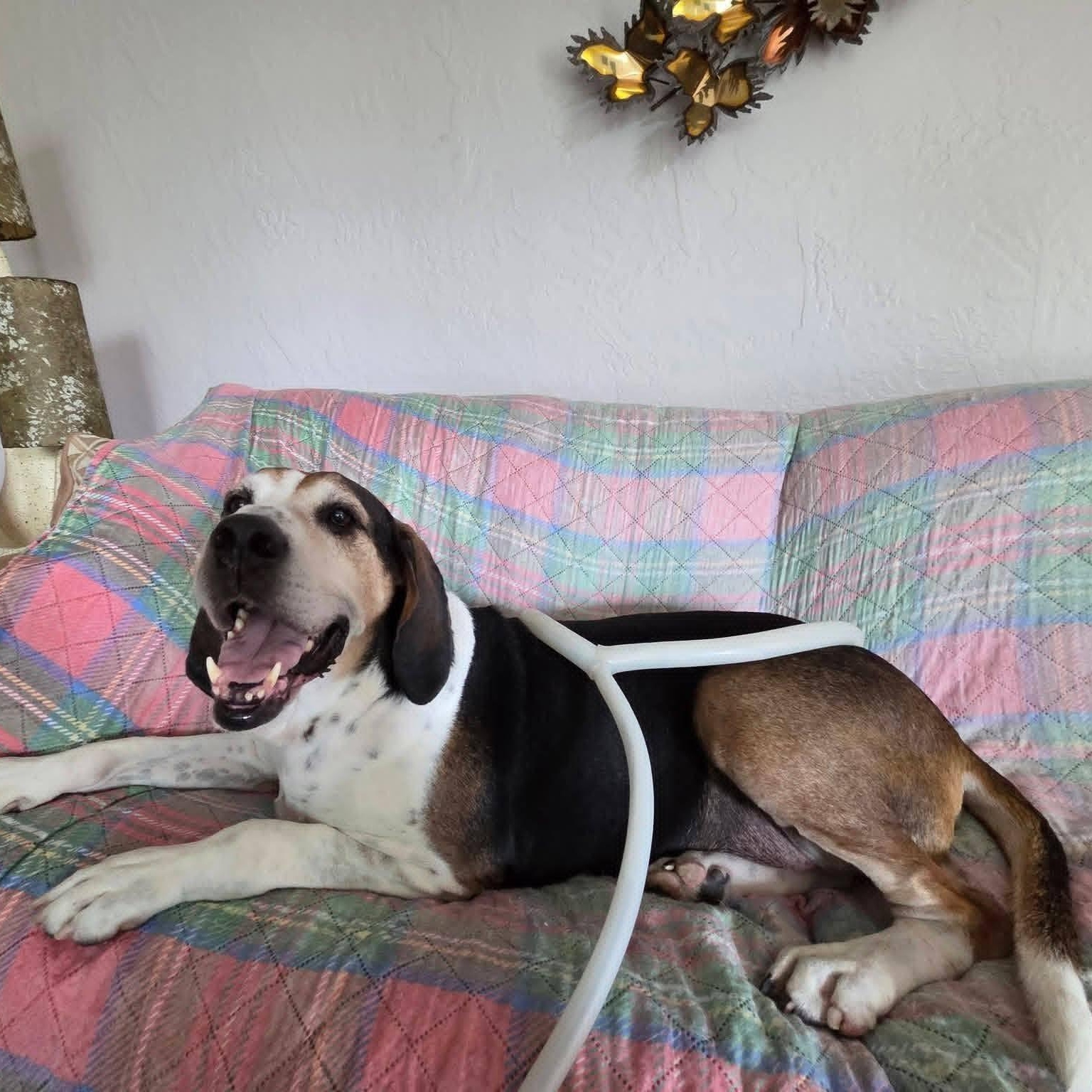 Enlarge Oscar, a ADOPTABLE mixed breed in Washington, PA image 2/6