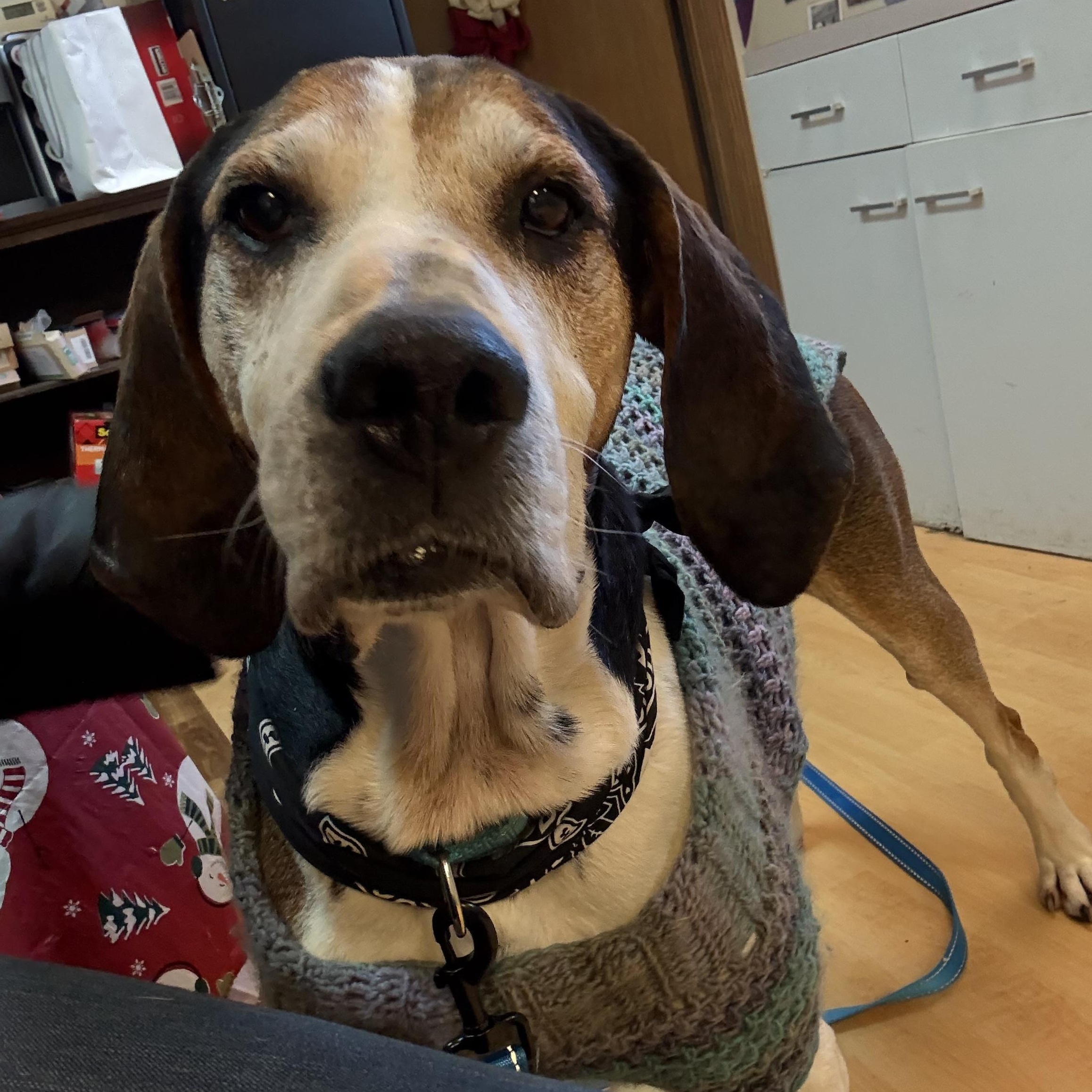 Enlarge Cletus (Currently going by Oscar), a ADOPTABLE mixed breed in Washington, PA image 5/6