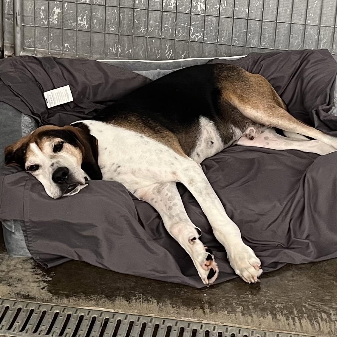 Enlarge Oscar, a ADOPTABLE mixed breed in Washington, PA image 2/6