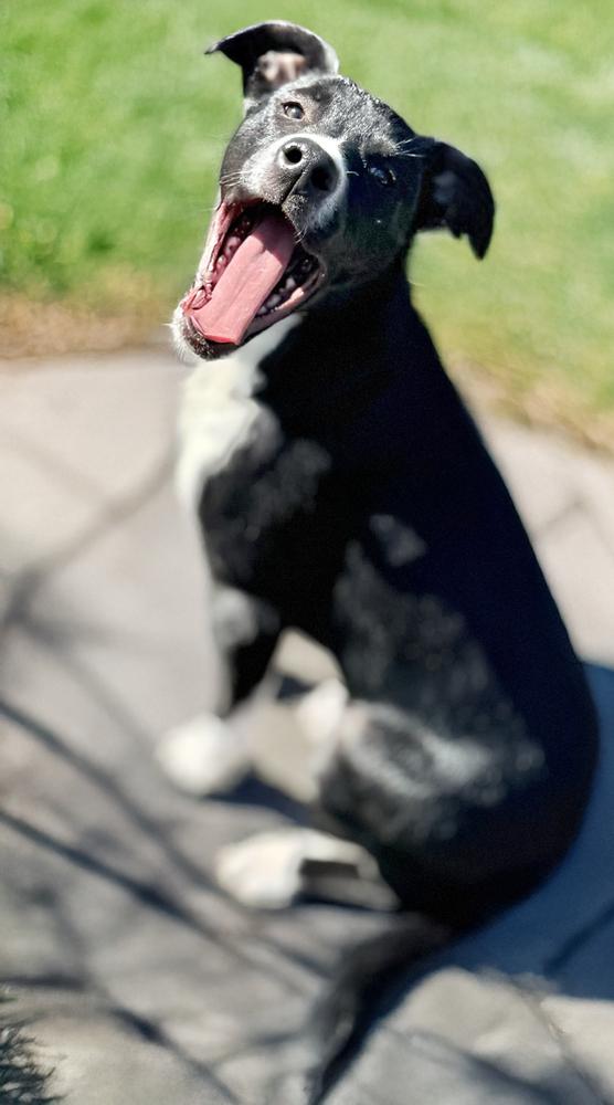 Enlarge Rhysand, a Adoptable mixed breed in Wolcott, CT image 1/6