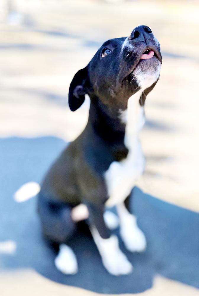 Enlarge Rhysand, a Adoptable mixed breed in Wolcott, CT image 3/6