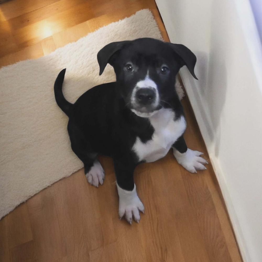 Rhysand, Adoptable, Puppy Male Labrador Retriever.