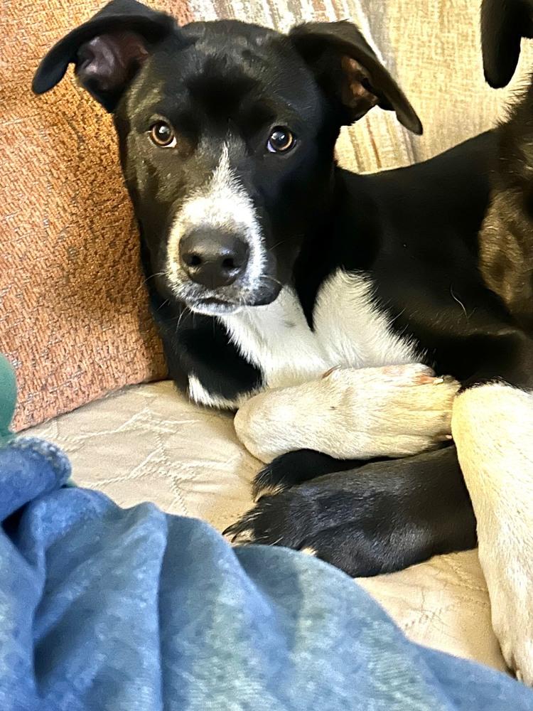 Enlarge Rhysand, a Adoptable mixed breed in Wolcott, CT image 4/6