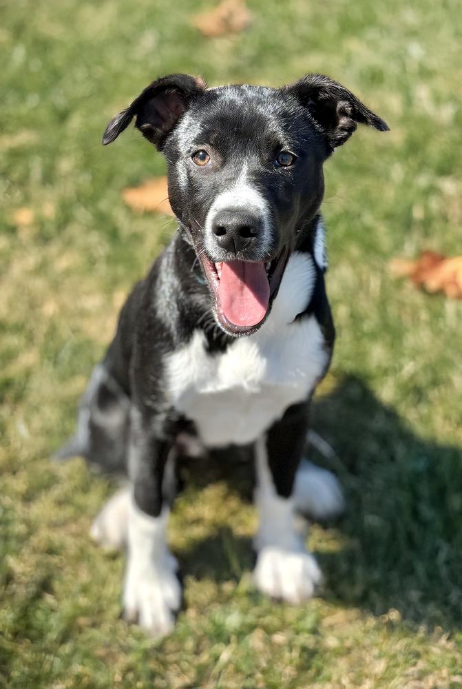 Enlarge Rhysand, a Adoptable mixed breed in Wolcott, CT image 5/6