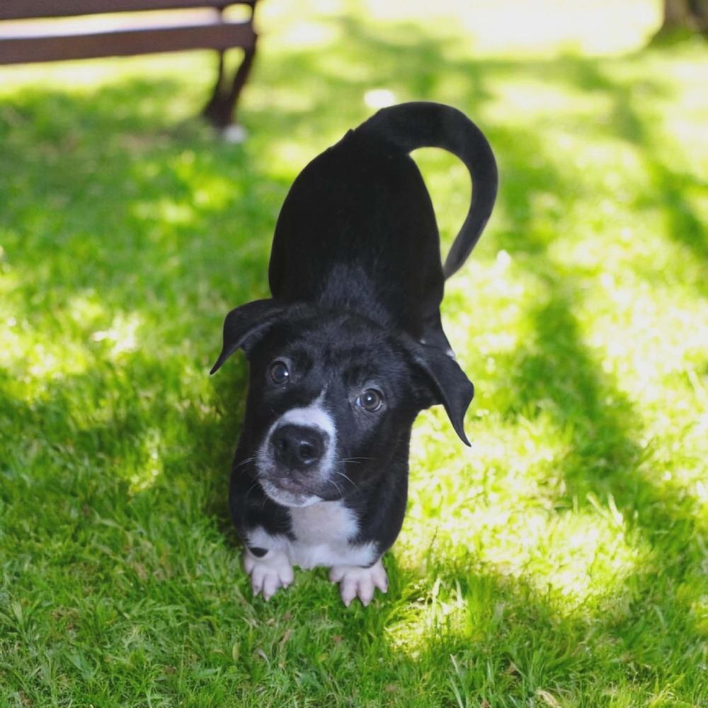 Enlarge Rhysand, a Adoptable mixed breed in Wolcott, CT image 2/6