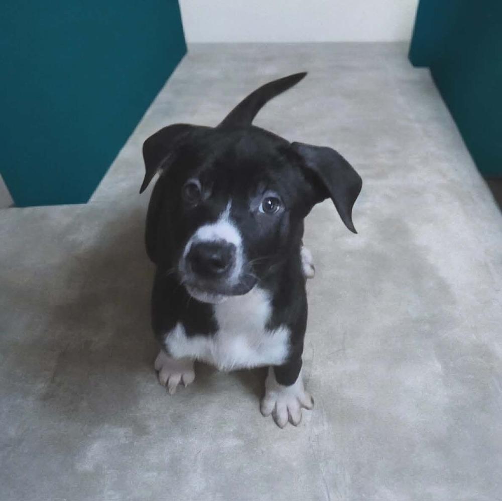 Enlarge Rhysand, a Adoptable mixed breed in Wolcott, CT image 4/6