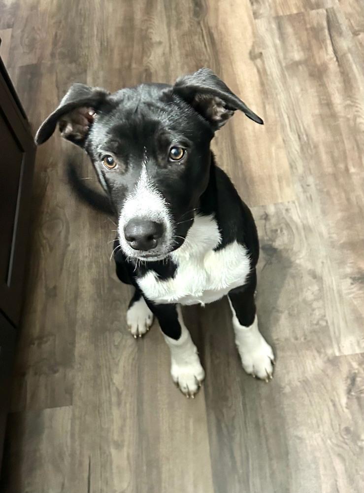 Enlarge Rhysand, a Adoptable mixed breed in Wolcott, CT image 6/6