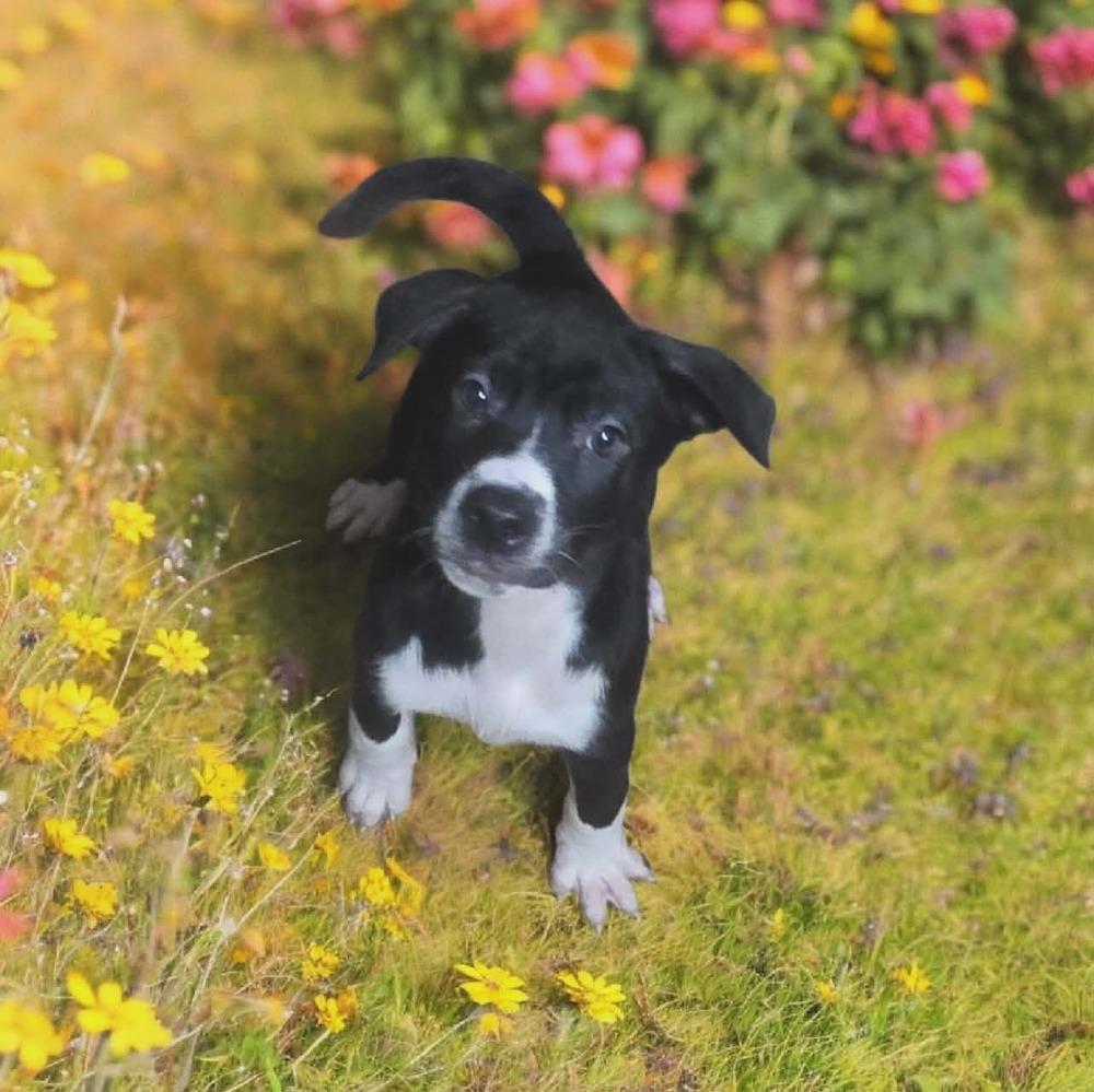 Enlarge Rhysand, a Adoptable mixed breed in Wolcott, CT image 5/6