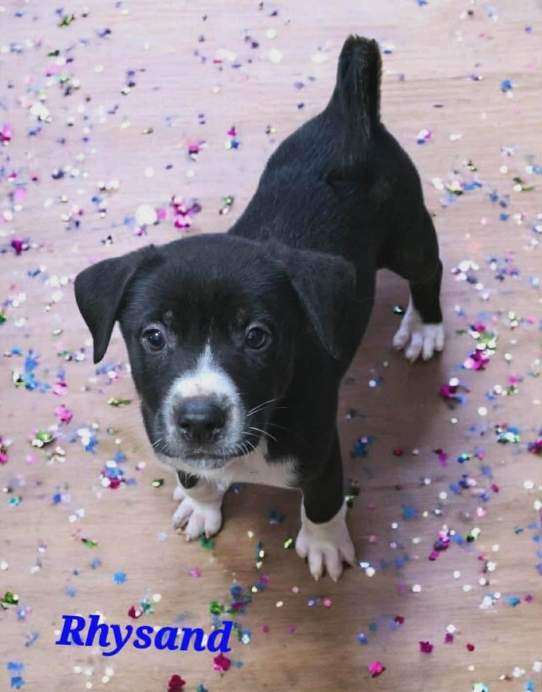 Enlarge Rhysand, a Adoptable mixed breed in Wolcott, CT image 6/6