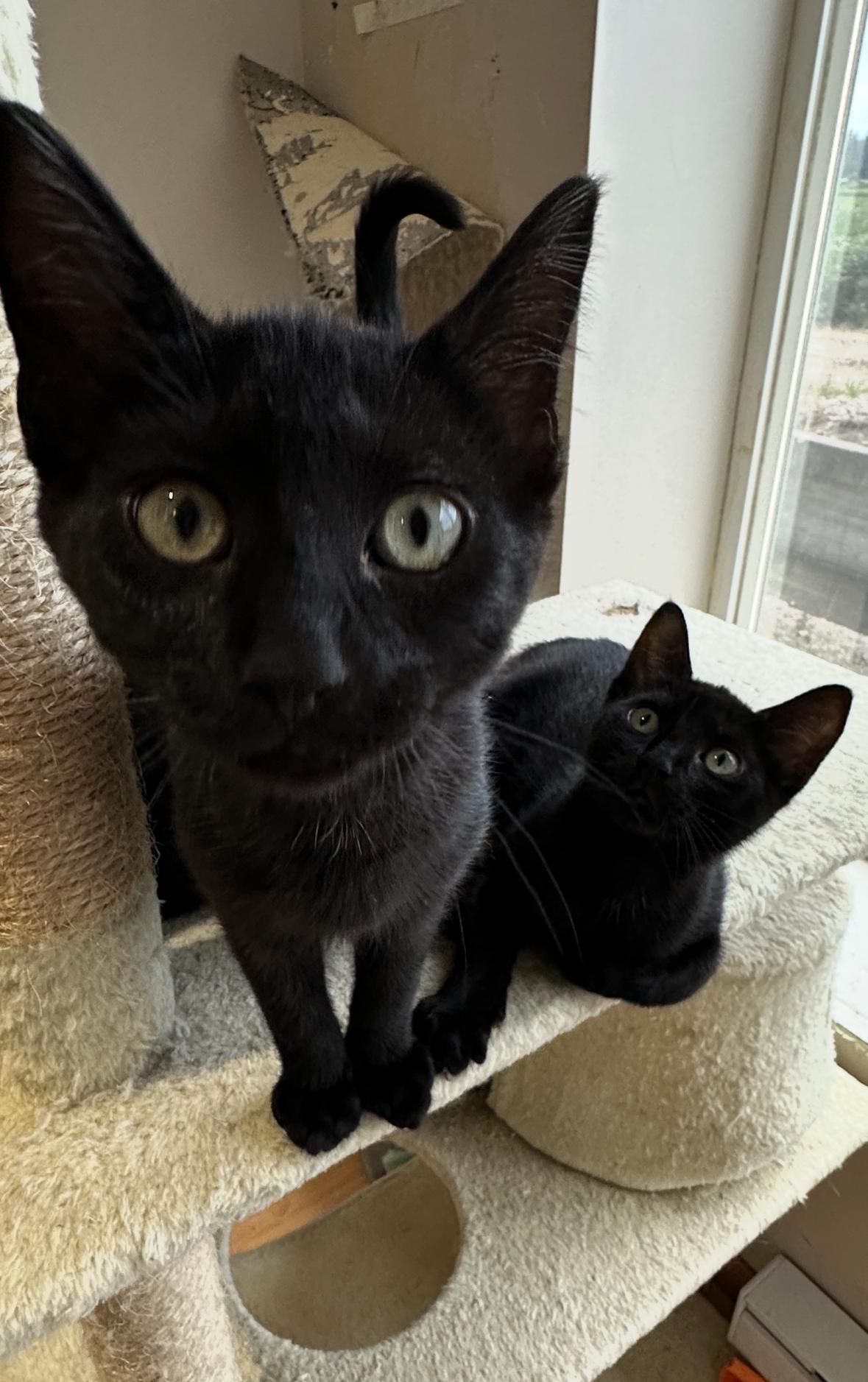 Mickey and Matilda, Adoptable, Kitten Male Domestic Short Hair.