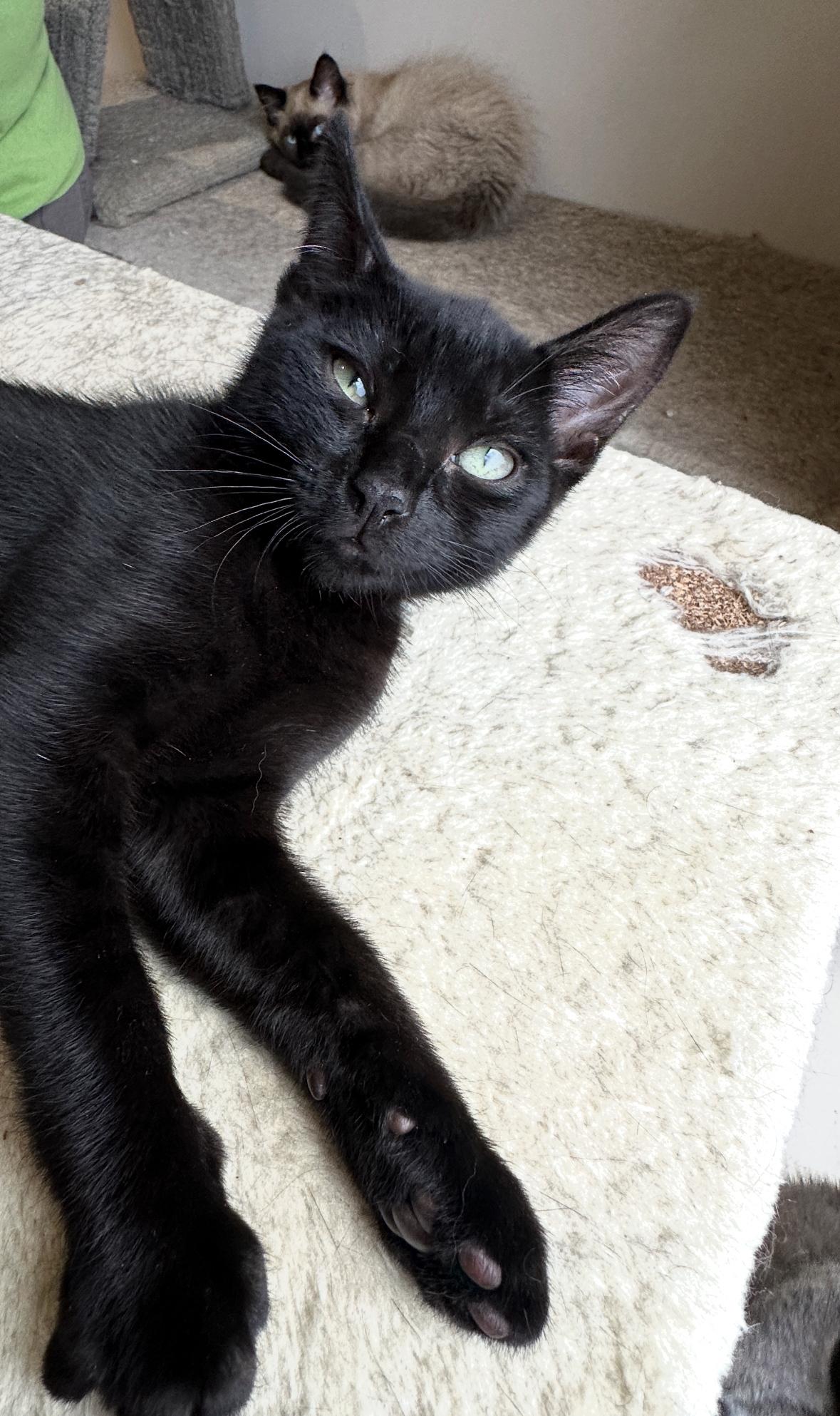 Lance, Mickey, Marty, Mack, Muffin  and Matilda, an adoptable Domestic Short Hair in Courtenay, BC, V9N 7T4 | Photo Image 4