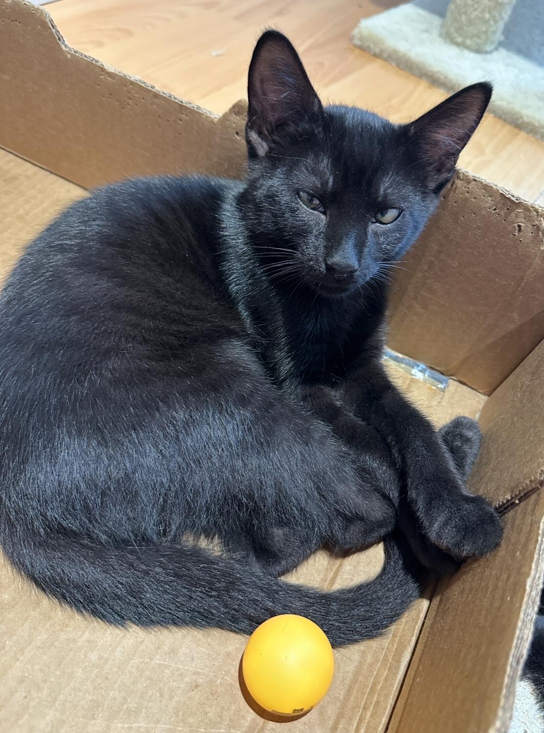 Mickey and Matilda, a Adoptable Domestic Short Hair in Courtenay, BC image 3/6