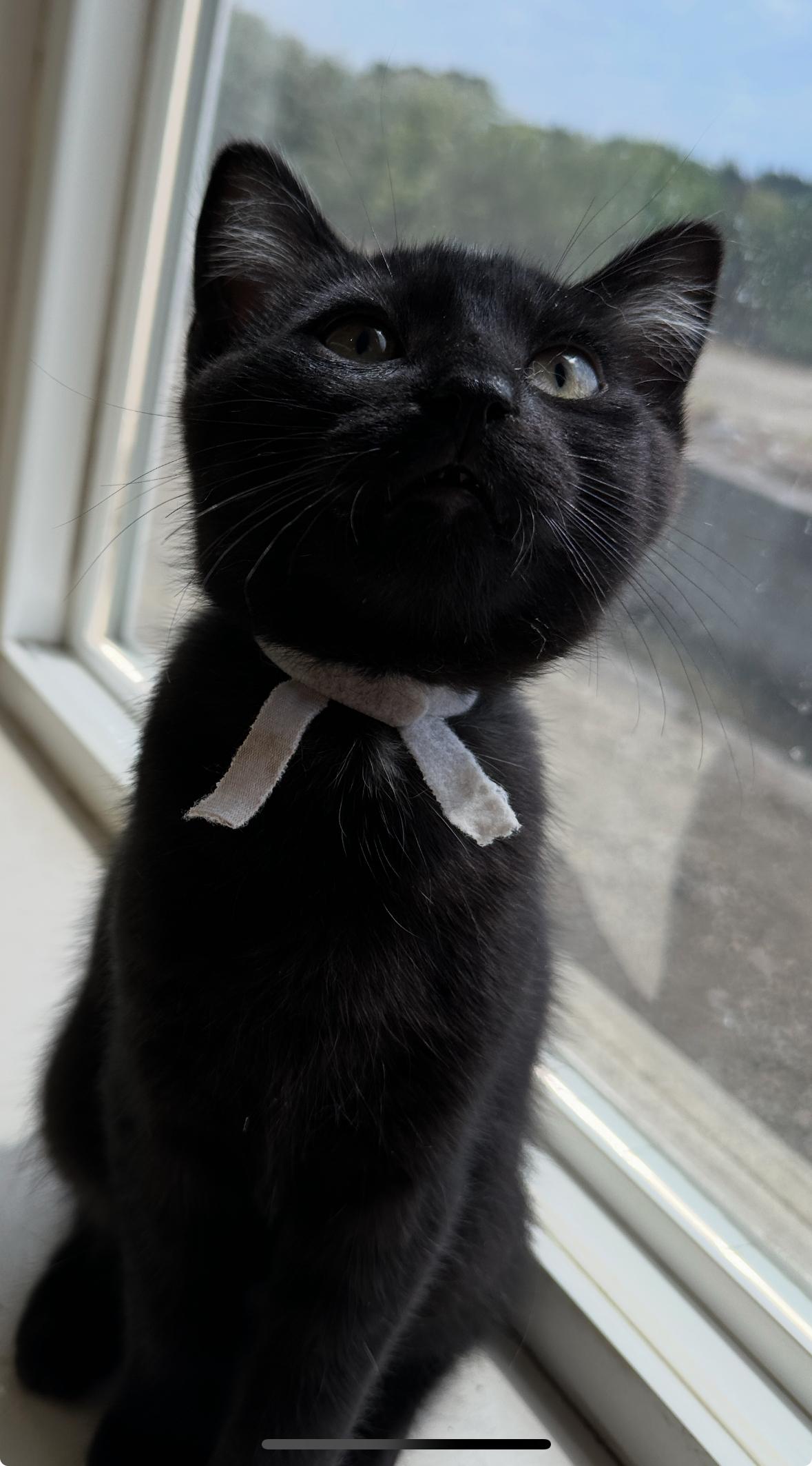 Mickey and Matilda, a Adoptable Domestic Short Hair in Courtenay, BC image 4/6