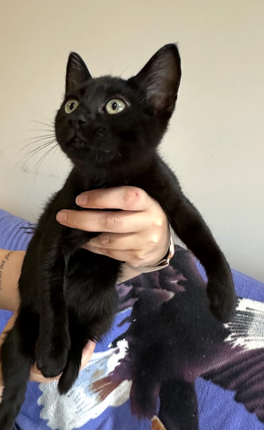 Mickey and Matilda, a Adoptable Domestic Short Hair in Courtenay, BC image 5/6