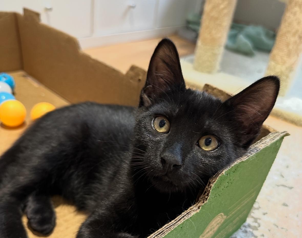 Mickey and Matilda, a Adoptable Domestic Short Hair in Courtenay, BC image 6/6