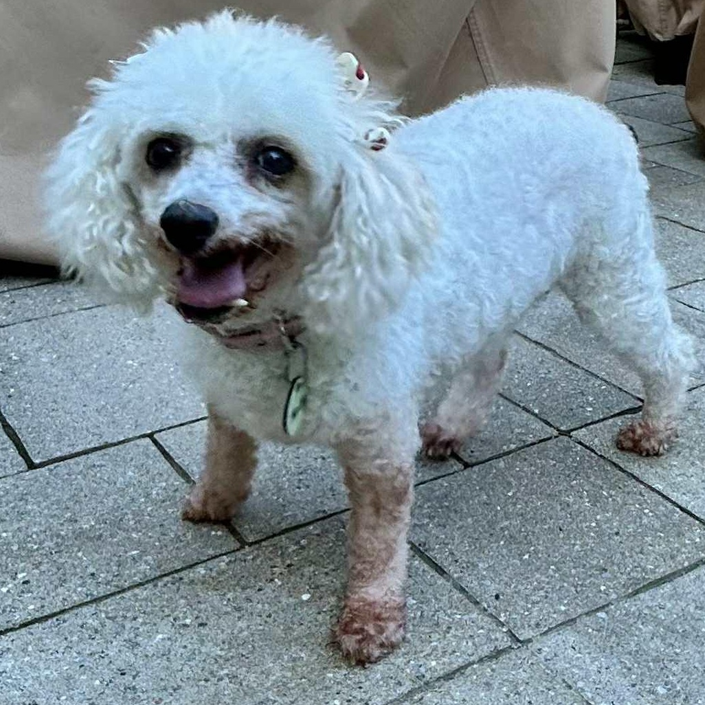 Molly, a Adoptable Miniature Poodle image 3/4