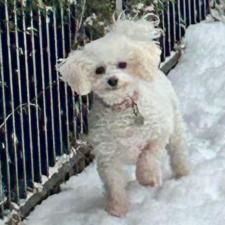 Molly, Adoptable, Senior Female Miniature Poodle.