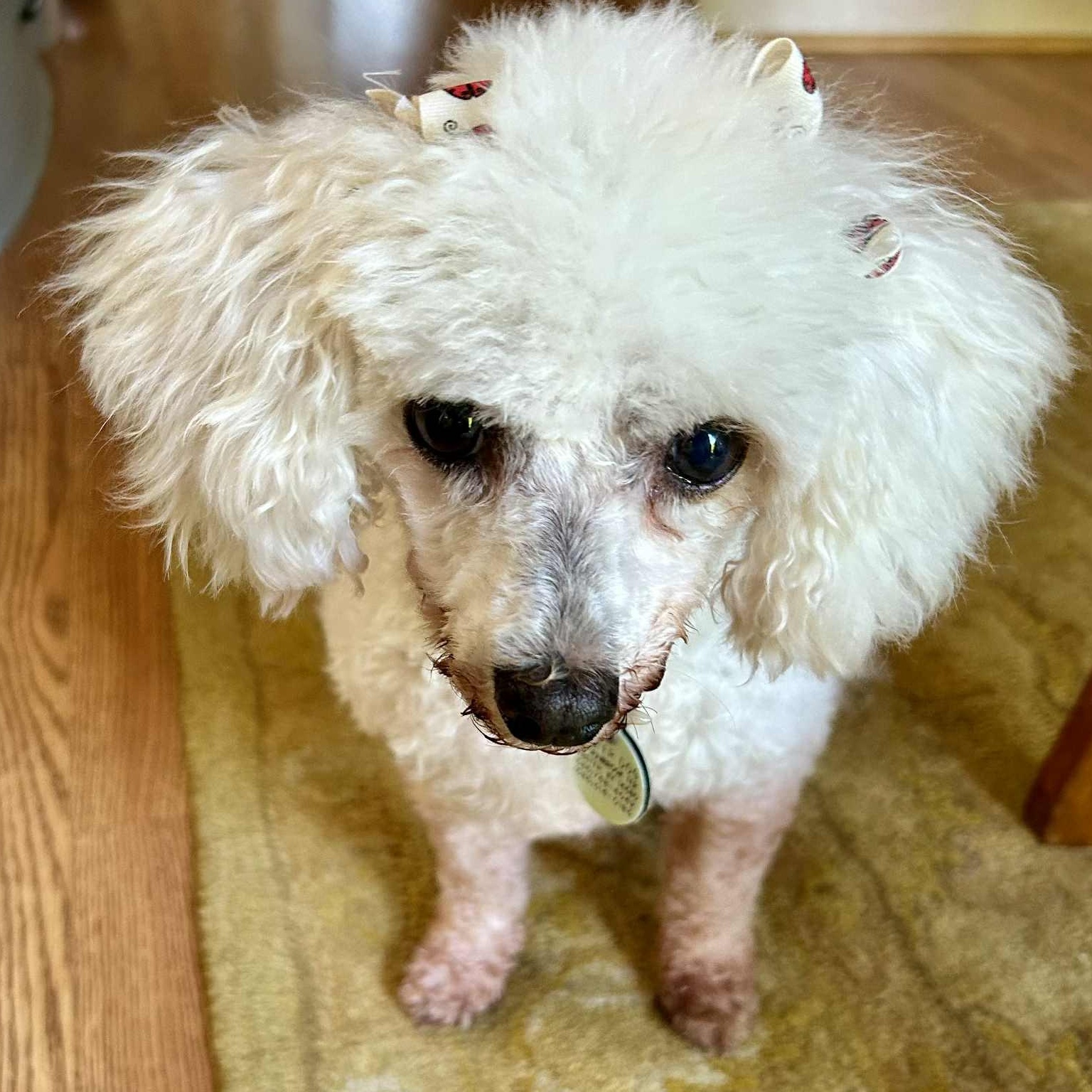 Molly, Adoptable, Senior Female Miniature Poodle.