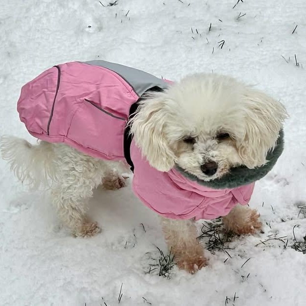 Enlarge Molly, a Adoptable Miniature Poodle in Rochester, NY image 6/6