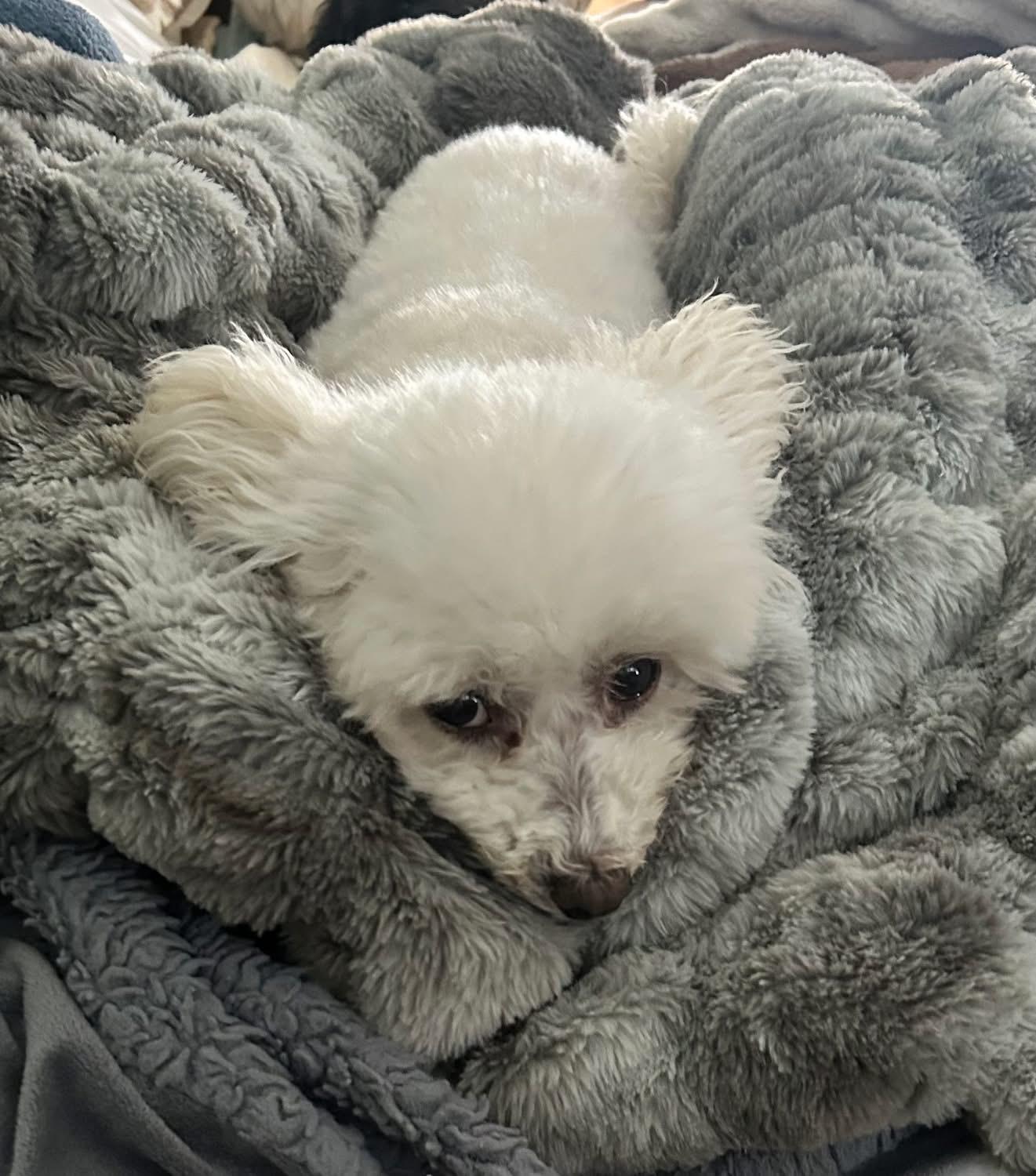 Enlarge Molly, a Adoptable Miniature Poodle in Rochester, NY image 2/5