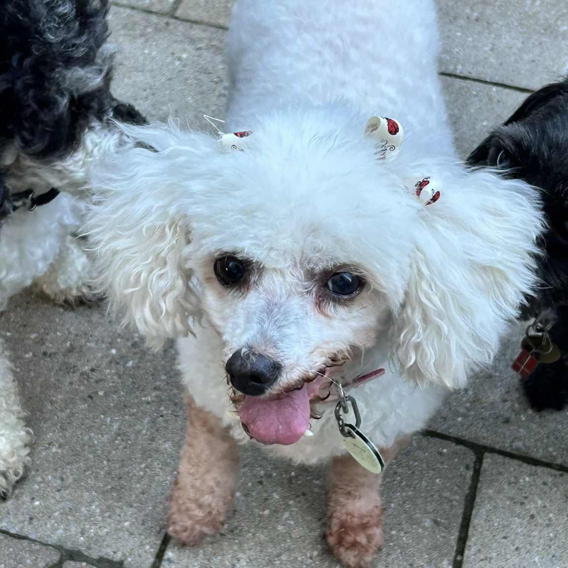 Molly, a Adoptable Miniature Poodle image 4/4