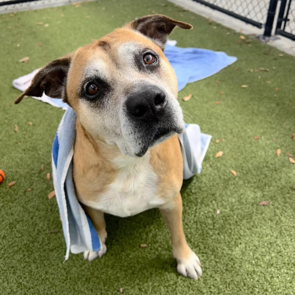 Enlarge Rusty, a Adoptable Mixed Breed in Sarasota, FL image 6/6