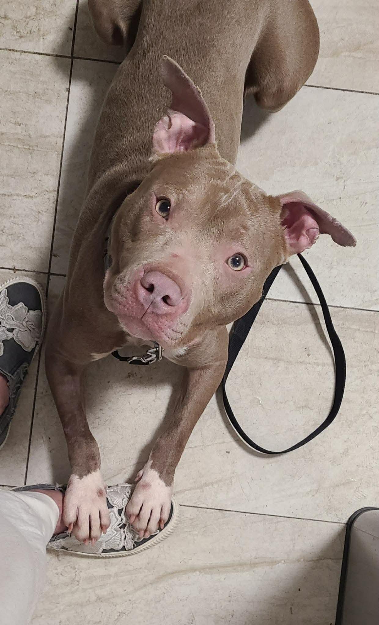 Enlarge Jonathan, a ADOPTABLE mixed breed in Jackson , NJ image 2/4