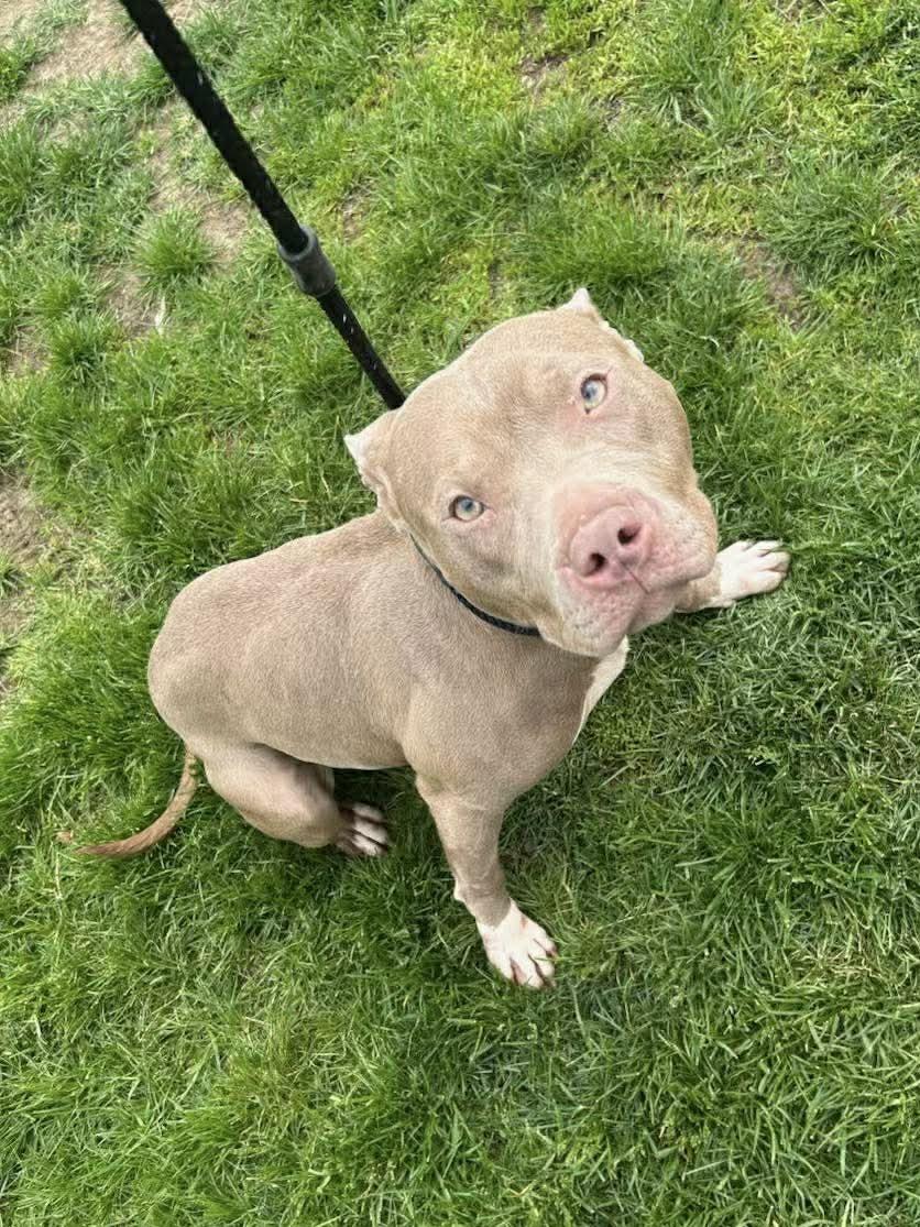 Enlarge Jonathan, a ADOPTABLE mixed breed in Jackson , NJ image 3/4