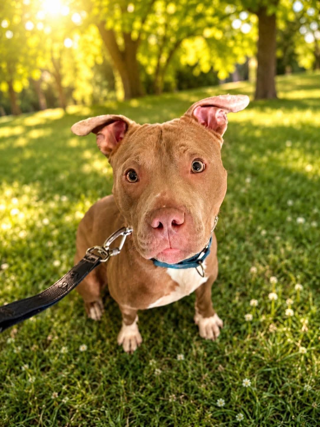 Enlarge Jonathan, a ADOPTABLE mixed breed in Jackson , NJ image 1/4