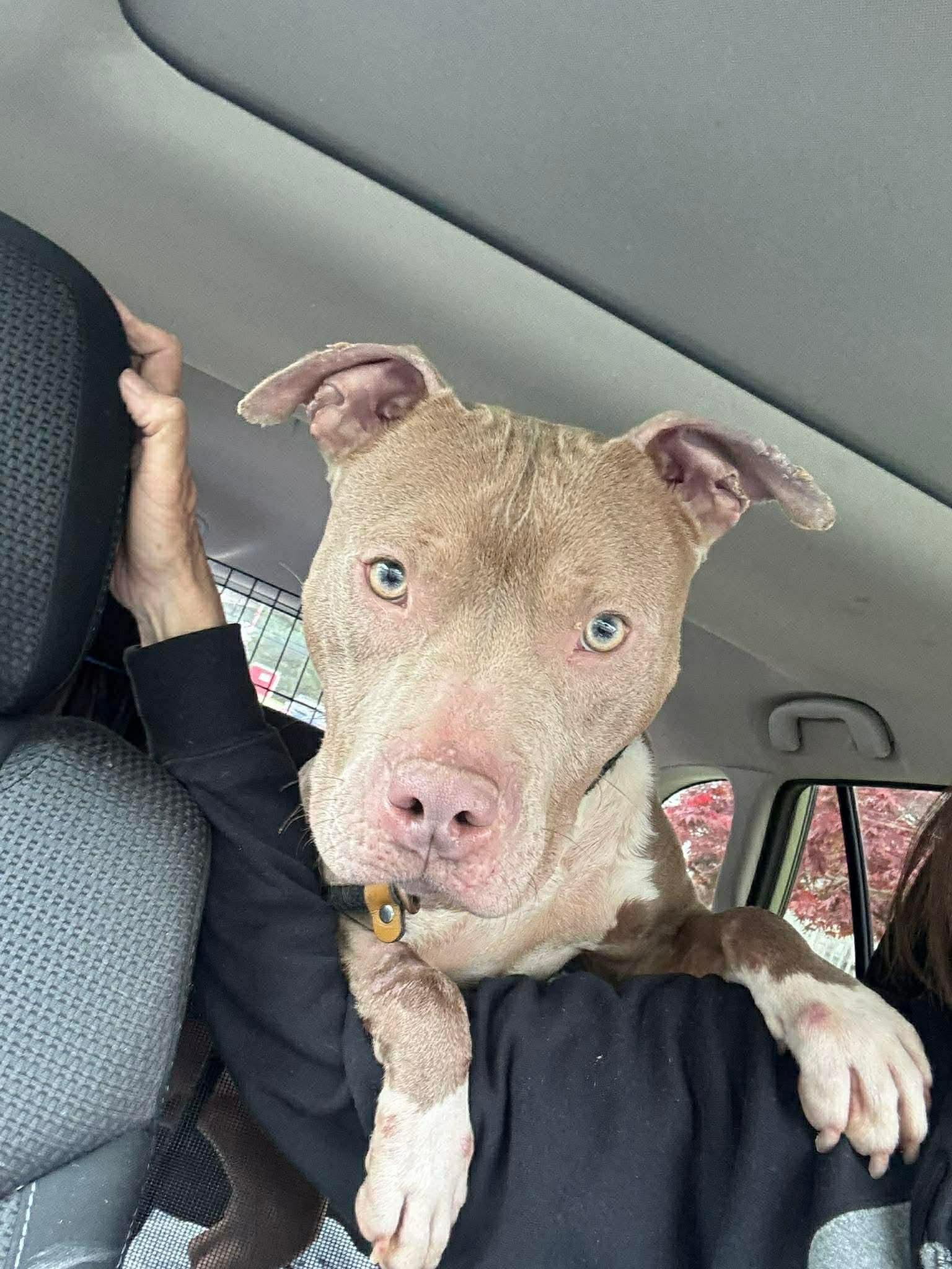 Enlarge Jonathan, a ADOPTABLE mixed breed in Jackson , NJ image 4/4