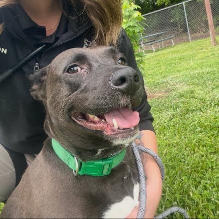 Lexi, Adoptable, Adult Female Mixed Breed.