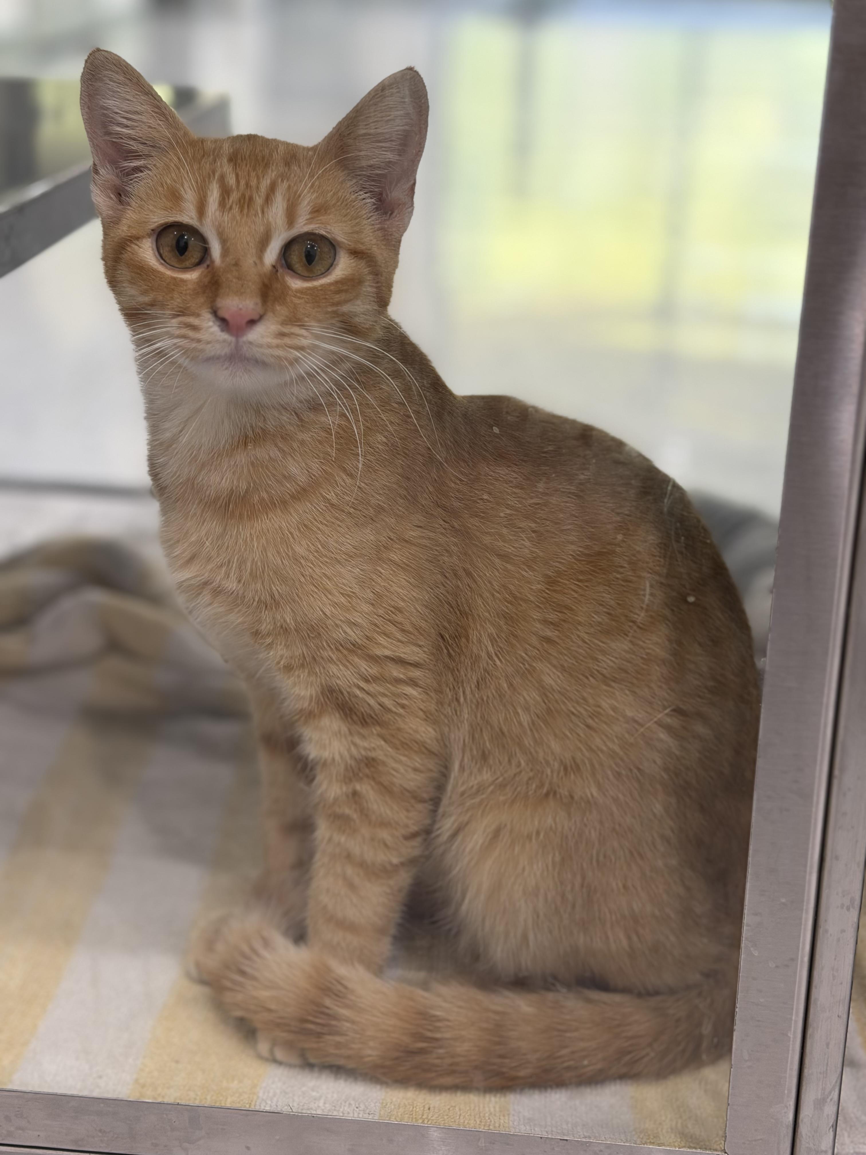 Shark Attack, an adopted Domestic Short Hair in Sherman, TX image 1/2