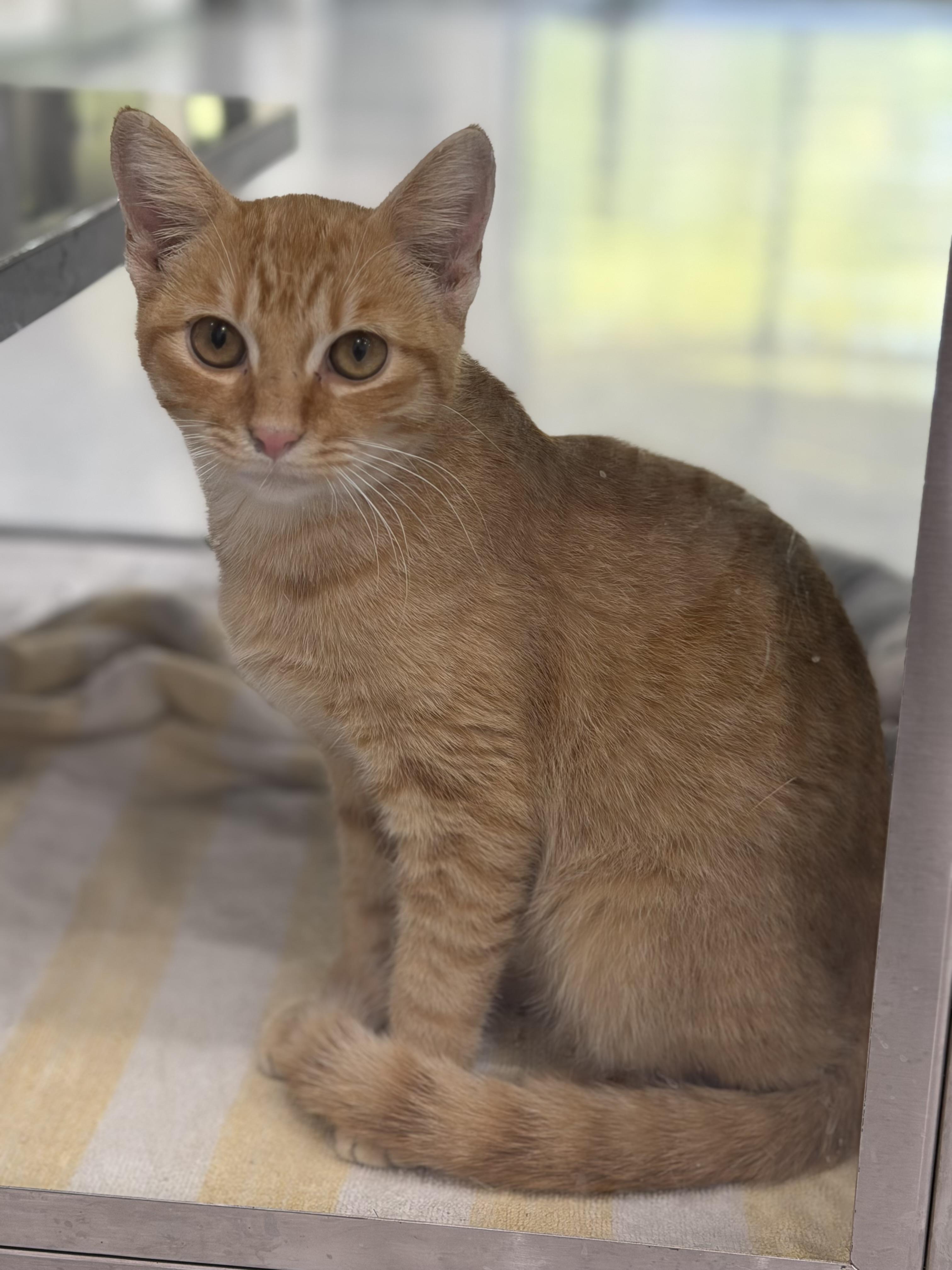 Shark Attack, an adopted Domestic Short Hair in Sherman, TX image 2/2