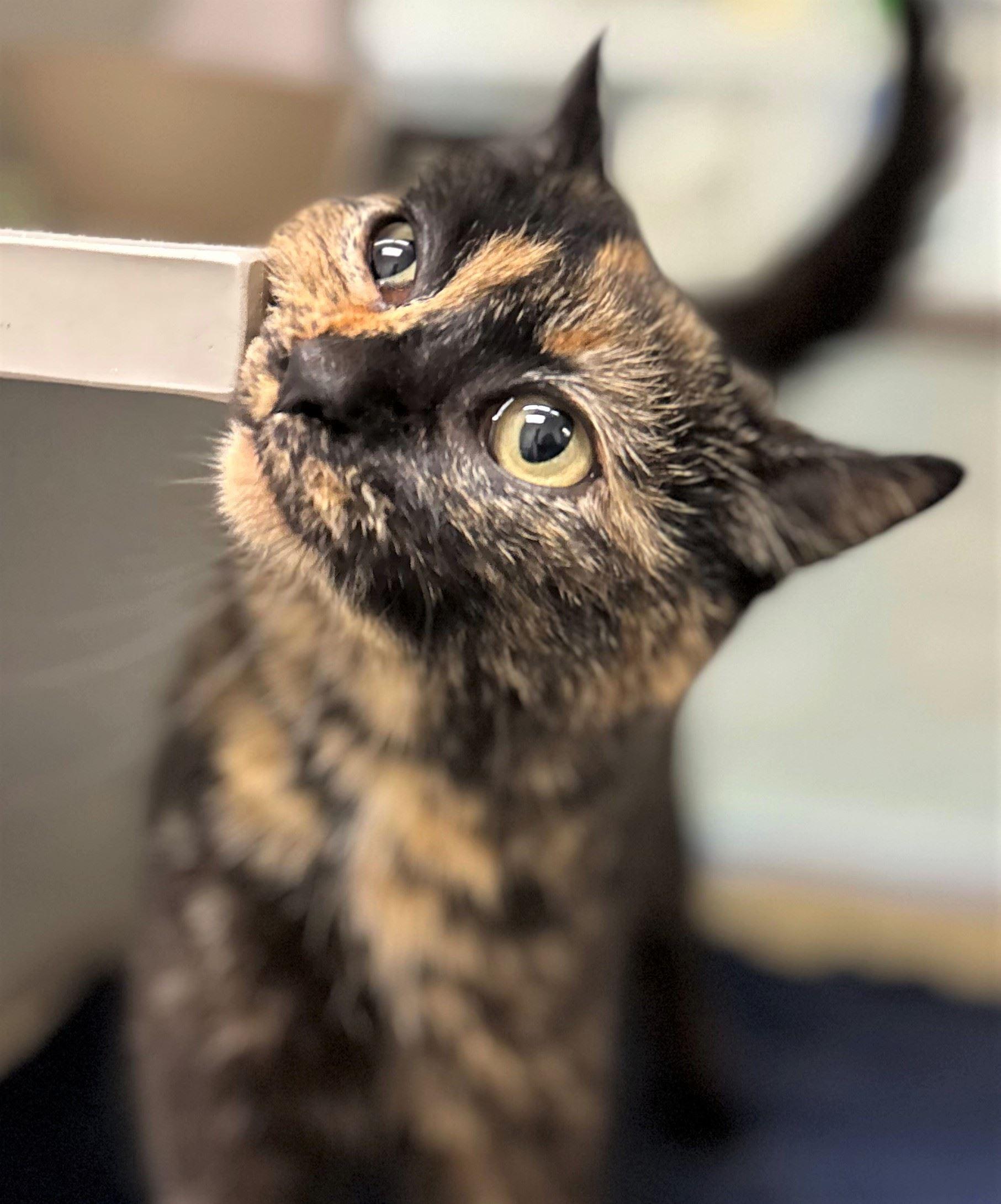 Enlarge Zatanna, an adopted Domestic Short Hair in Iowa City, IA image 2/2