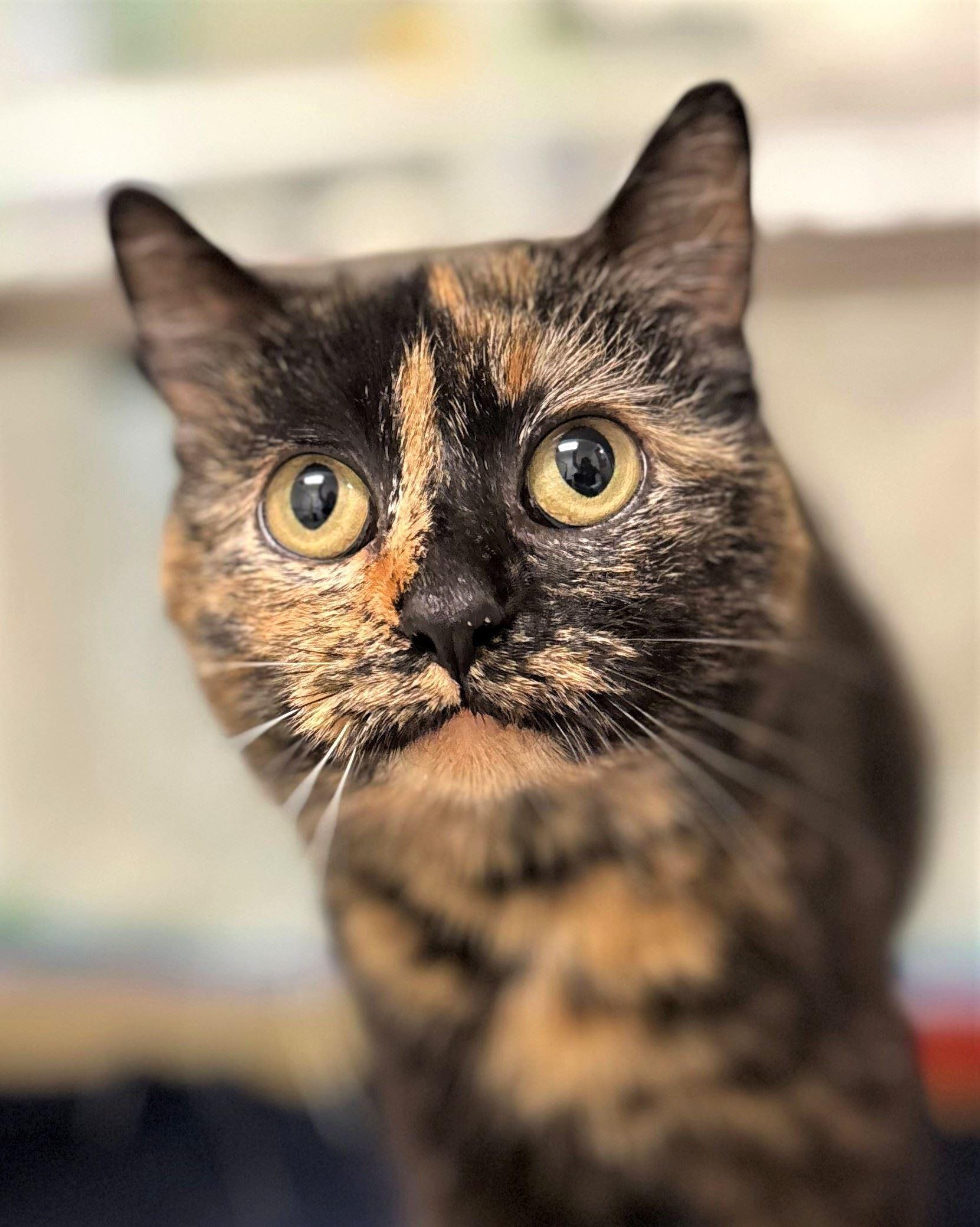 Zatanna, adopted, Adult Female Domestic Short Hair.